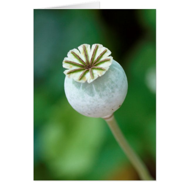 Graine de tête de fleur de pavot, Western Cape (Devant)