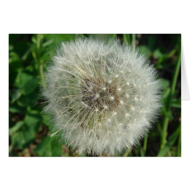 Graines de Dandelion (Devant horizontal)