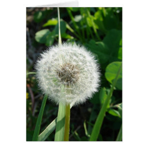 Graines de Dandelion
