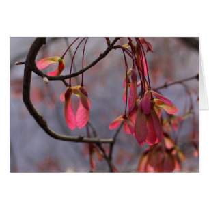 Graines d'érable rouge