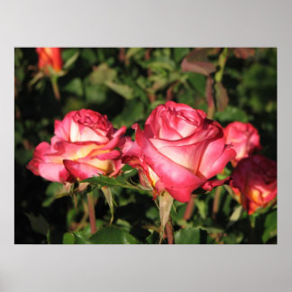 Granada Hybrid Tea Rose 045 Poster