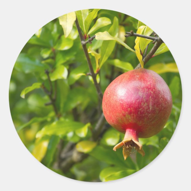 Granatäpfel auf Zweigstelle Runder Aufkleber (Vorderseite)