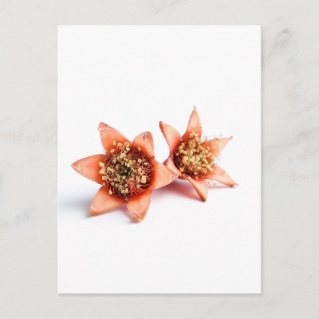 Granatapfel-Blume Postkarte (Vorderseite)