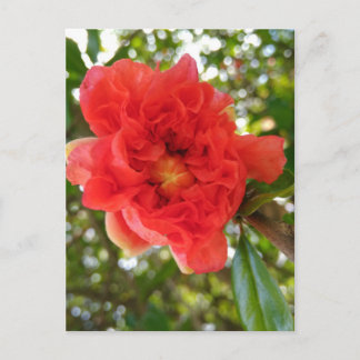 Granatapfel-Blumen-Postkarte Postkarte