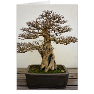 Granatapfel-Bonsais-Baum