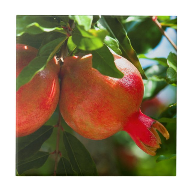 Granatapfel Fliese (Vorderseite)