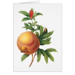 Granatapfel (Grenadier punica) von Redouté