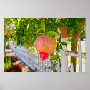 Granatapfel in Sonoma, Kalifornien Poster