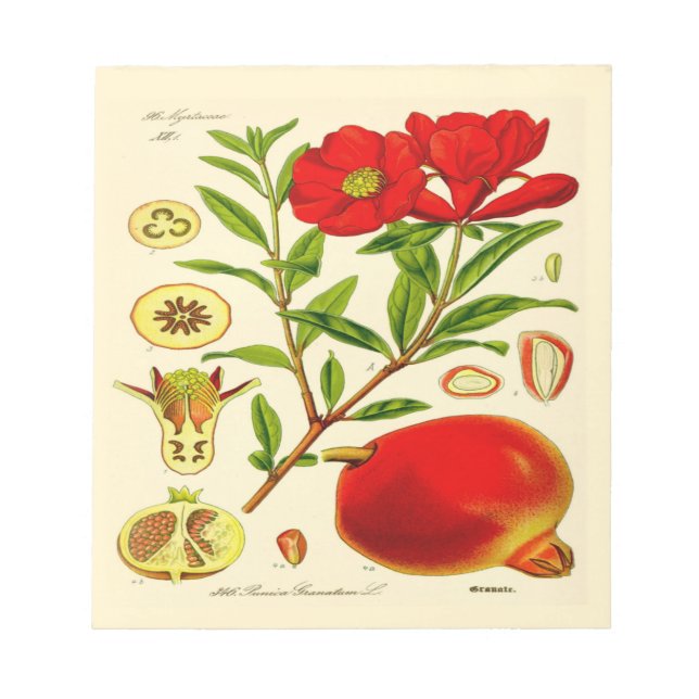 Granatapfel Notizblock (Vorderseite)