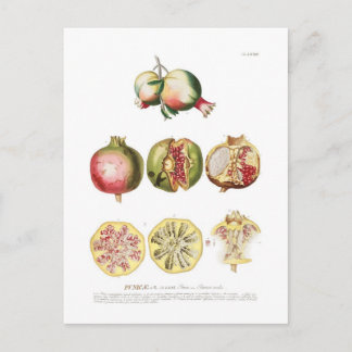 Granatapfel Postkarte