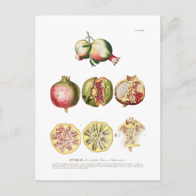 Granatapfel Postkarte (Vorderseite)