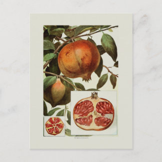 Granatapfel Postkarte