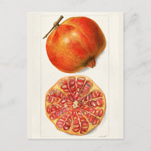 Granatäpfel (Punica Granatum) Fruchtmalerei Postkarte