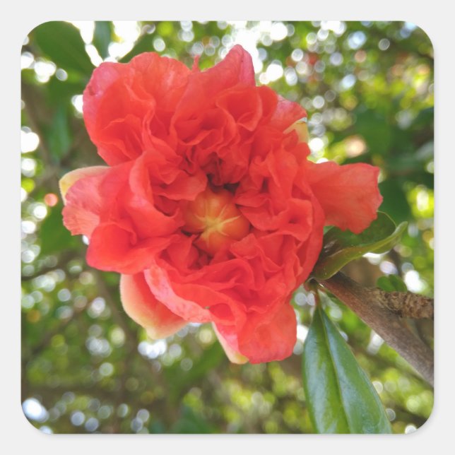 Granatapfelblüte Quadratischer Aufkleber (Vorderseite)