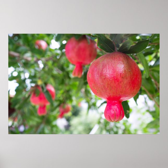 Granatapfelfrucht Poster (Vorne)