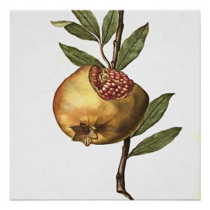 Granatapfelfrucht und -saat Botanica Poster