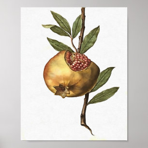 Granatapfelfrucht und -saat Botanica Poster