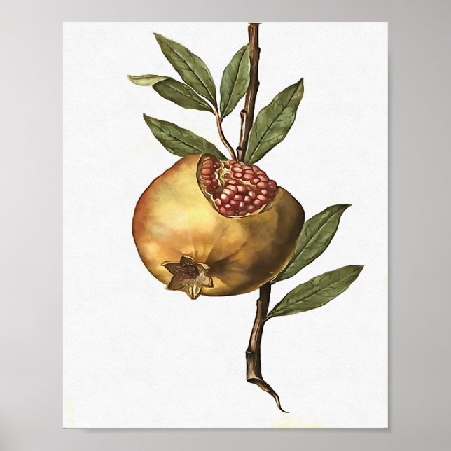 Granatapfelfrucht und -saat Botanica Poster (Vorne)