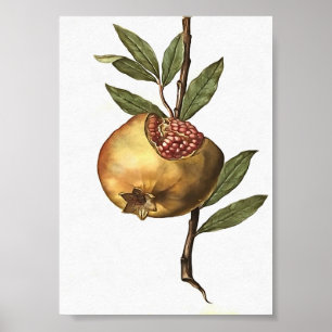 Granatapfelfrucht und -saat Botanica Poster