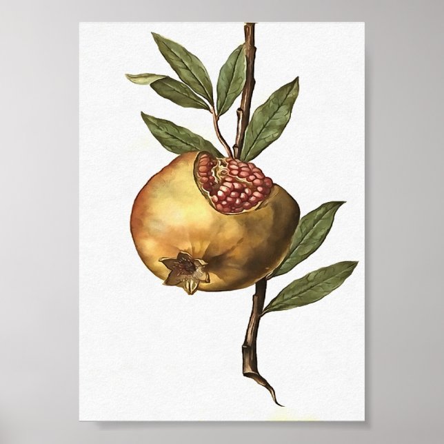 Granatapfelfrucht und -saat Botanica Poster (Vorne)