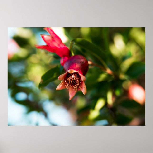 Granatbaum Poster (Vorne)