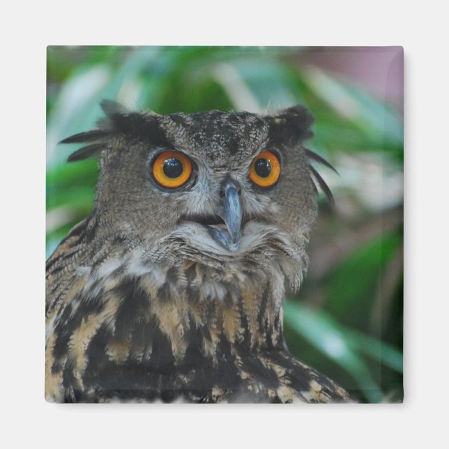 Grand aimant de hibou (Devant)