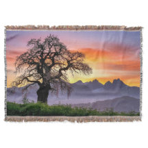 Grand arbre couverture de jet tôt le matin