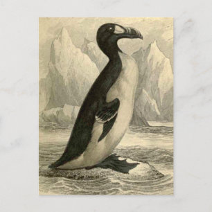 Grand Auk :  Carte postale vintage Jardine