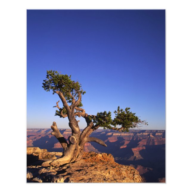 Grand Canyon, Arizona, USA Fotodruck (Vorne)