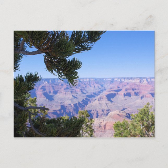 Grand Canyon - Blick durch die Pines - Postkarte (Vorderseite)