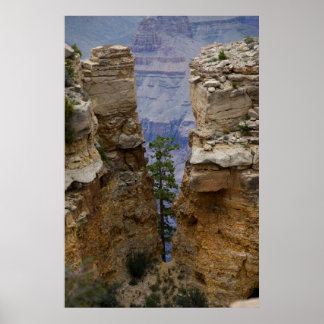 Grand Canyon Hidden Tree 4822 Print Poster