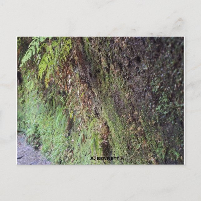 Grand Canyon Postkarte (Vorderseite)