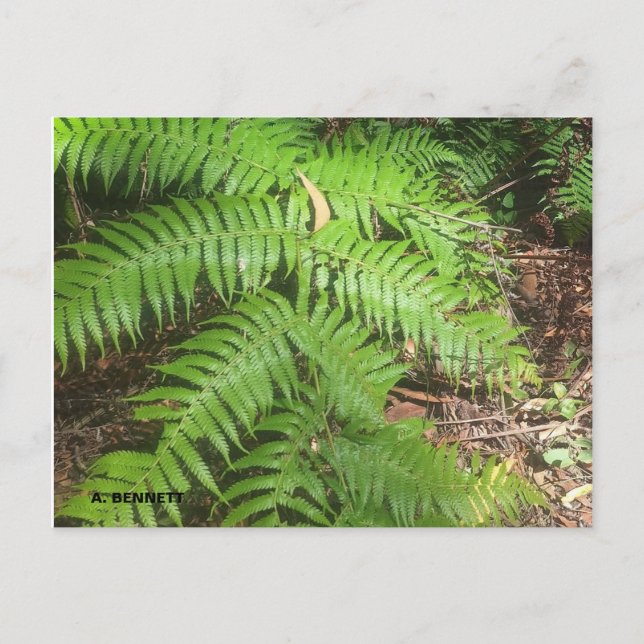 Grand Canyon Postkarte (Vorderseite)