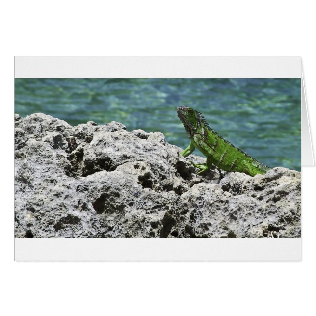 Grand Cayman Islands Green Iguana (Vorderseite (Horizontal))