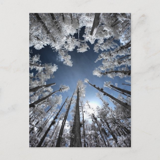 Grand Cypress Postkarte (Vorderseite)