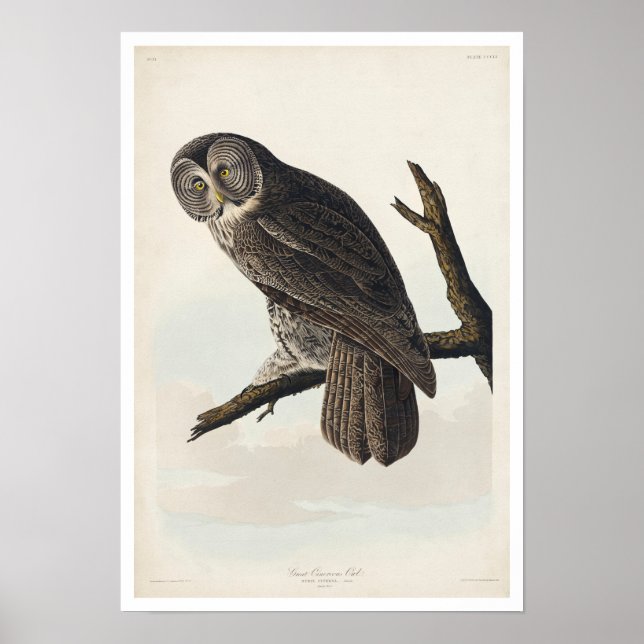 Grand hibou cendré par Audubon Poster (Devant)