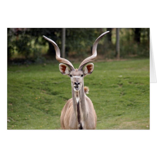 grand-kudu-2 (Devant horizontal)