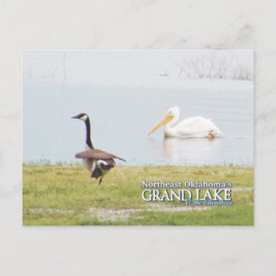 Grand Lake Oklahoma Postkarte Pelikan3