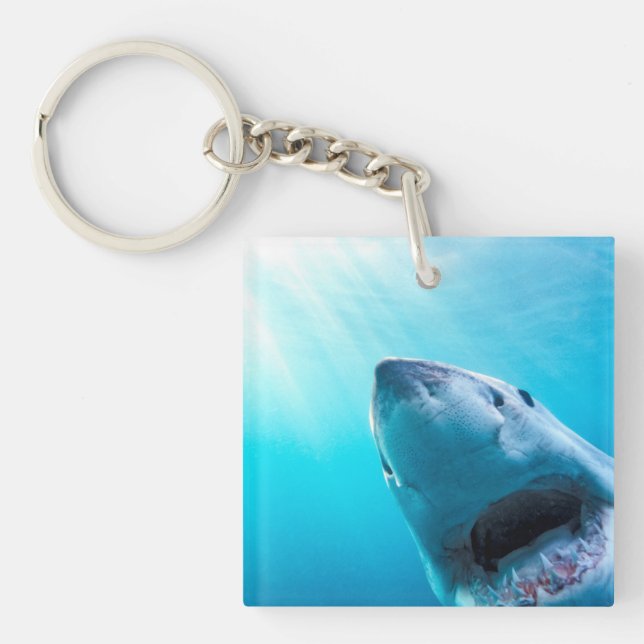 Grand requin blanc | Afrique du Sud (Devant)
