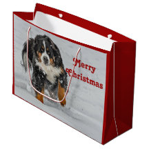 Bernese Mountain Dog Photo de neige Noël