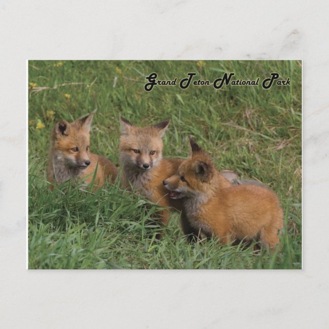Grand Teton Nationalpark Fox Kits Postkarte (Vorderseite)