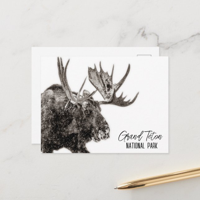 Grand Teton Nationalpark Moose Postkarte (Vorderseite/Rückseite Beispiel)