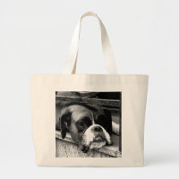 Chien Boxer Sur Appui De Fenêtre jta