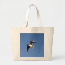 Mouette pygmée