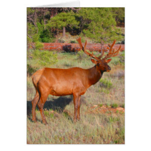 grand wapiti