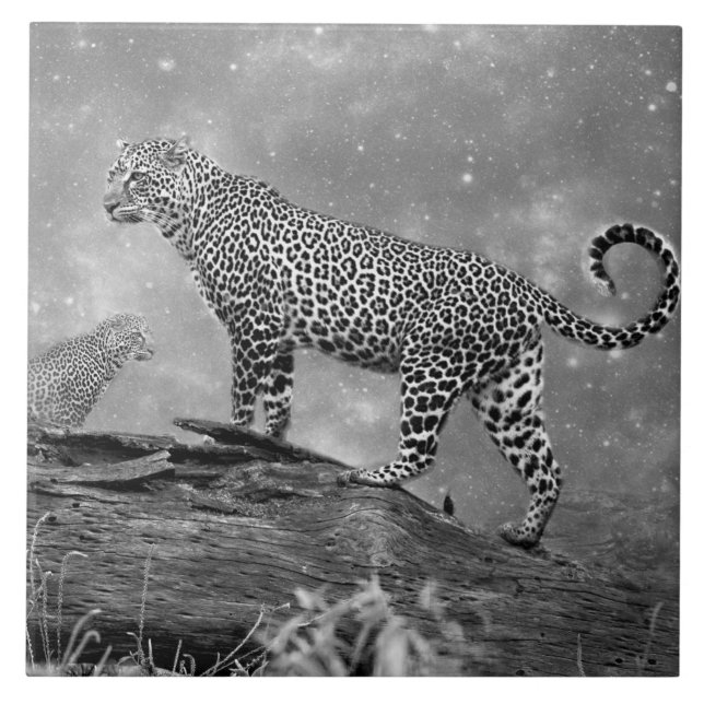 Grande (6" X 6") Carreaux photo en céramique (Devant)