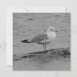 Grande carte plate seagul