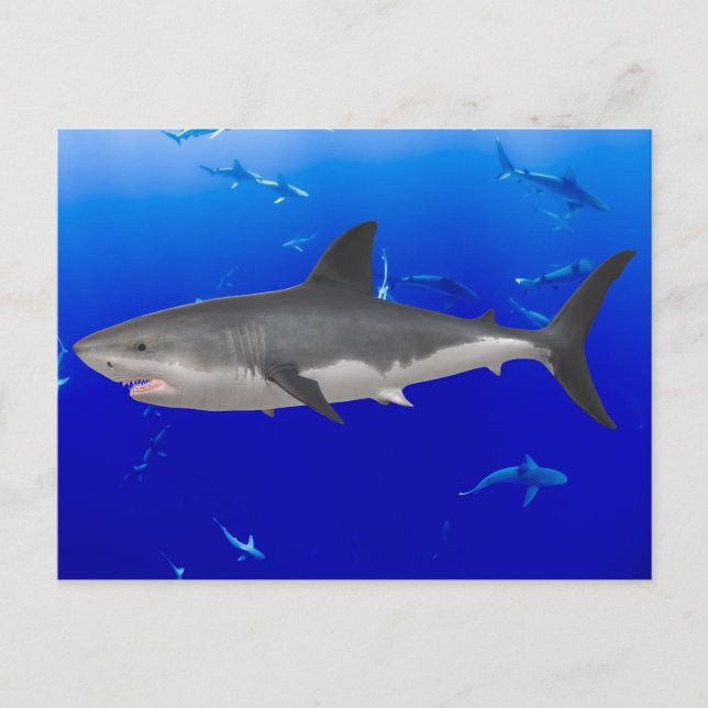 Grande carte postale de requin blanc (Devant)