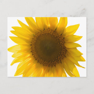 Grande carte postale de tournesol