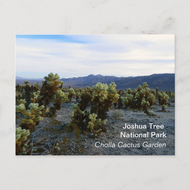 Grande Carte Postale Joshua Tree ! (Devant)